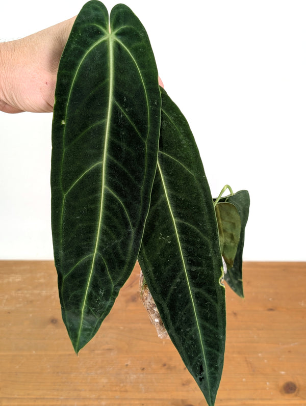 Anthurium Warocqueanum 'Queen' (Fresh Import, Bare Root)