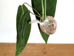Anthurium Warocqueanum 'Queen' (Fresh Import, Bare Root)