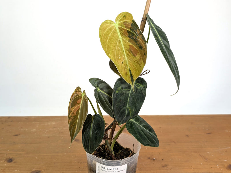 Philodendron Melanochrysum Variegated (Exact #21A)