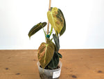 Philodendron Melanochrysum Variegated (Exact #21A)