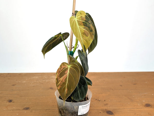 Philodendron Melanochrysum Variegated (Exact #21A)