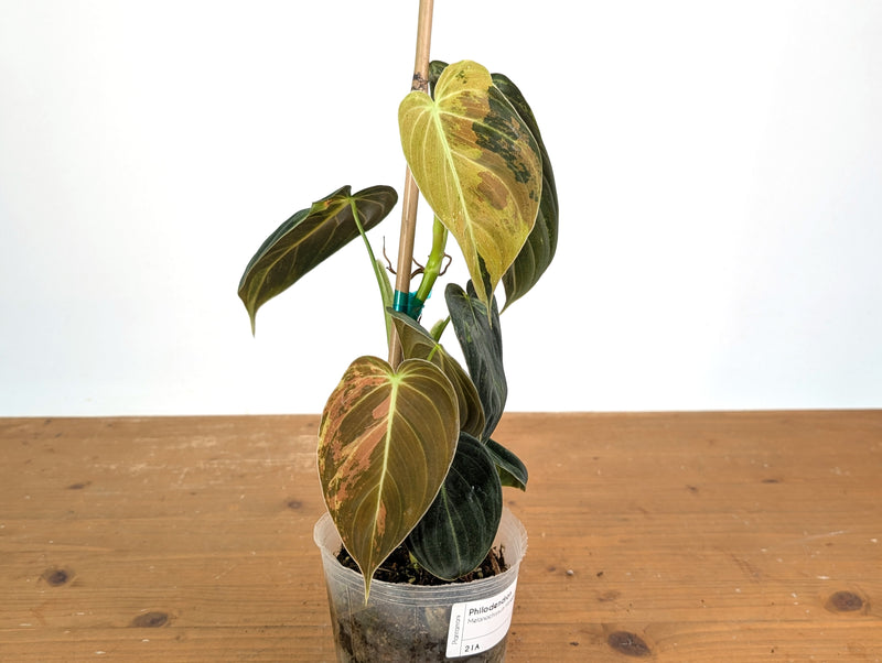 Philodendron Melanochrysum Variegated (Exact #21A)