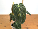 Philodendron Melanochrysum Variegated (Exact #21A)