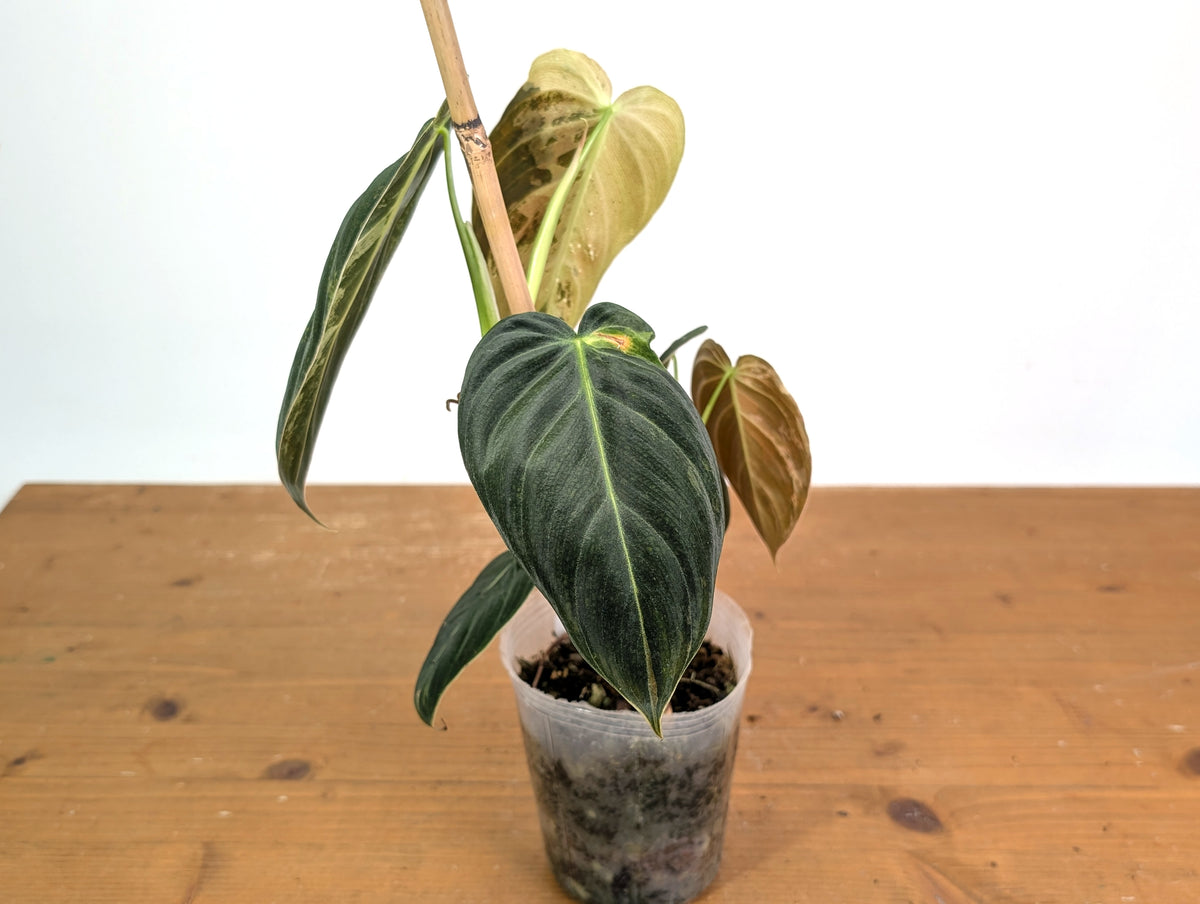 Philodendron Melanochrysum Variegated (Exact #21A)