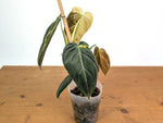 Philodendron Melanochrysum Variegated (Exact #21A)