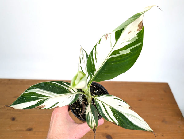 Musa × paradisiaca 'Ae Ae' Variegated Banana