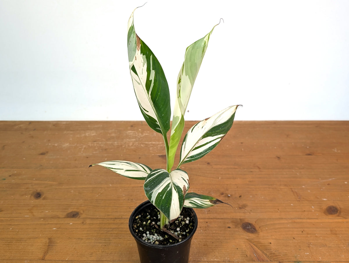 Musa × paradisiaca 'Ae Ae' Variegated Banana