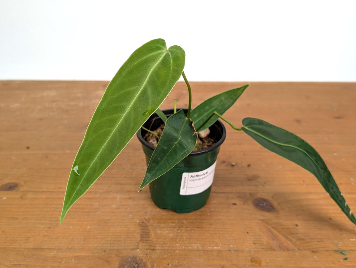 Anthurium Warocqueanum Esmeralda 'Dark Queen'