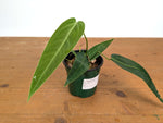 Anthurium Warocqueanum Esmeralda 'Dark Queen'