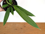 Anthurium ceronii