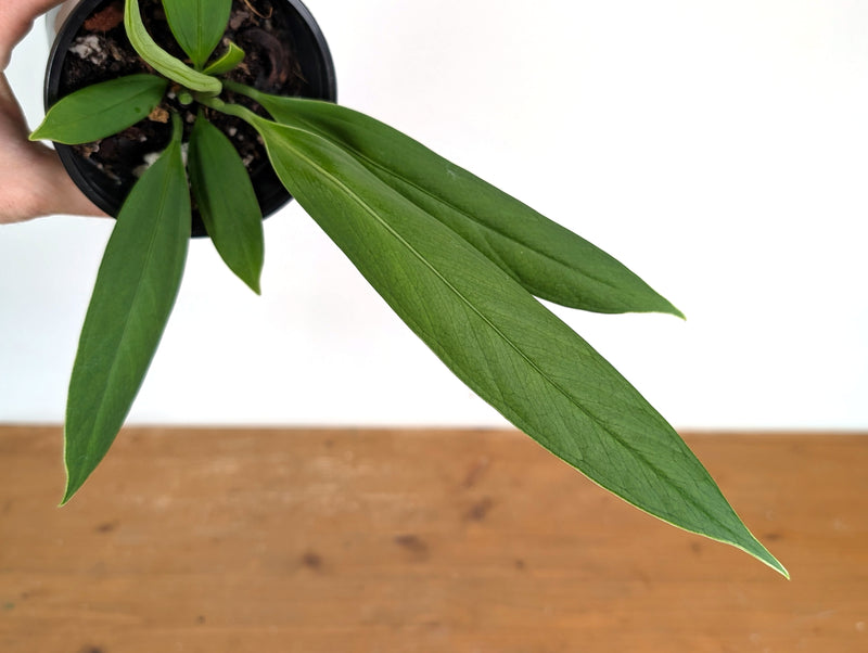 Anthurium ceronii