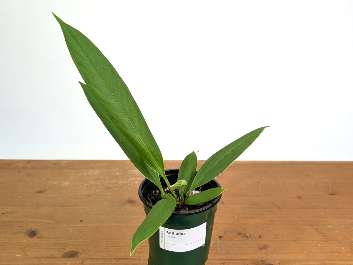 Anthurium ceronii