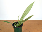 Anthurium ceronii