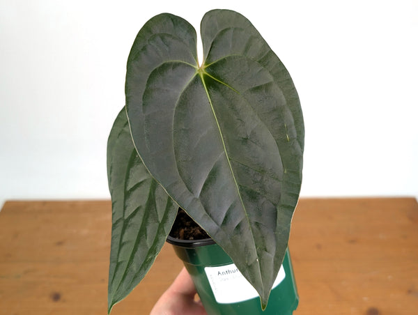 Anthurium Dark Lotus (Black Diamond x Papililaminum)