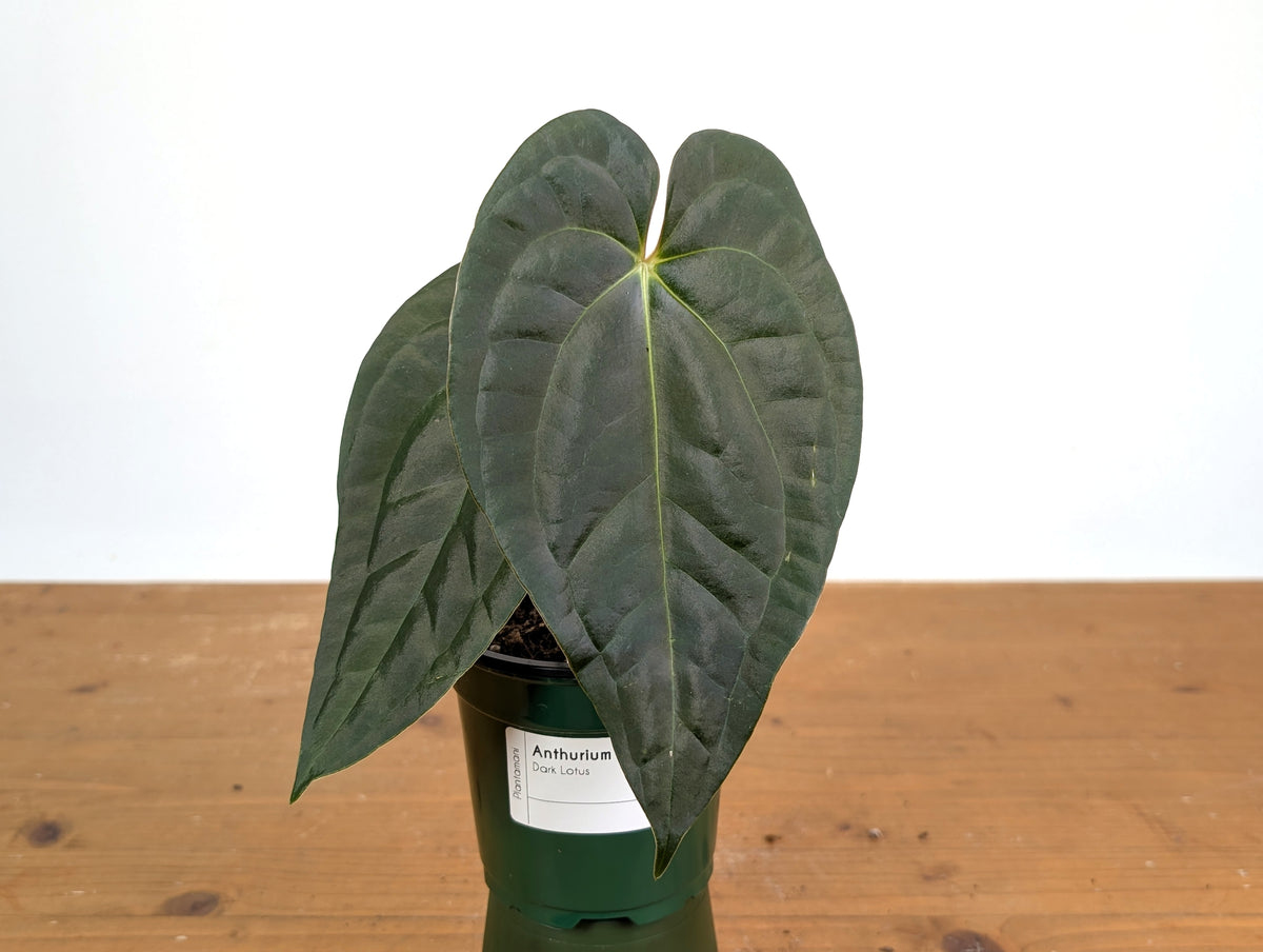 Anthurium Dark Lotus (Black Diamond x Papililaminum)