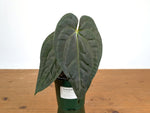 Anthurium Dark Lotus (Black Diamond x Papililaminum)