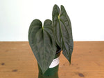 Anthurium Dark Lotus (Black Diamond x Papililaminum)