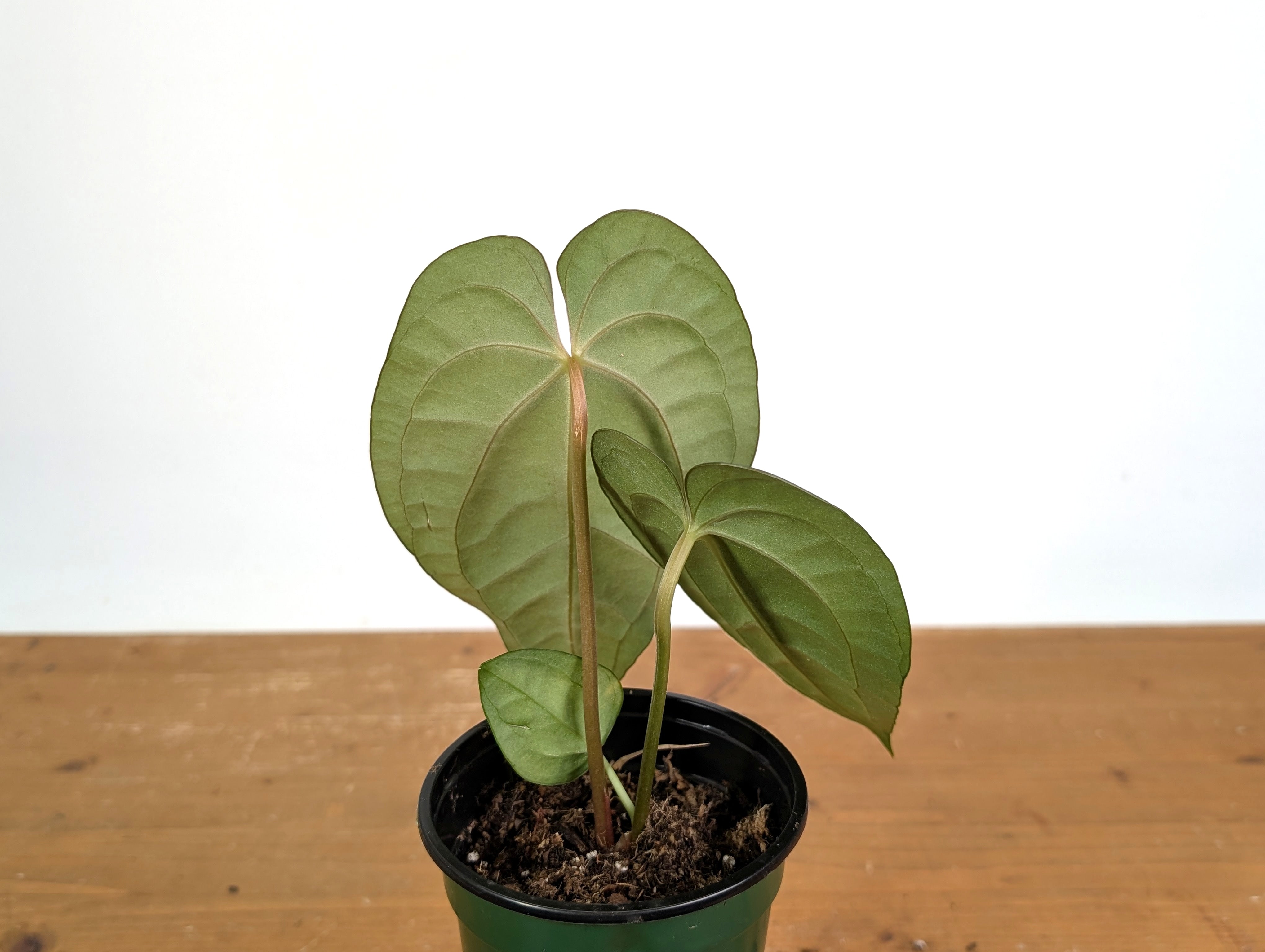 Anthurium Dark Lotus (Black Diamond x Papililaminum) – Plantamani
