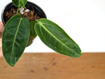 Anthurium Warocqueanum x Waterburyanum