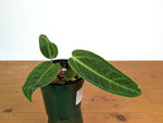 Anthurium Warocqueanum x Waterburyanum