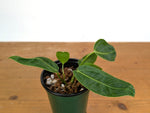 Anthurium Warocqueanum x Waterburyanum