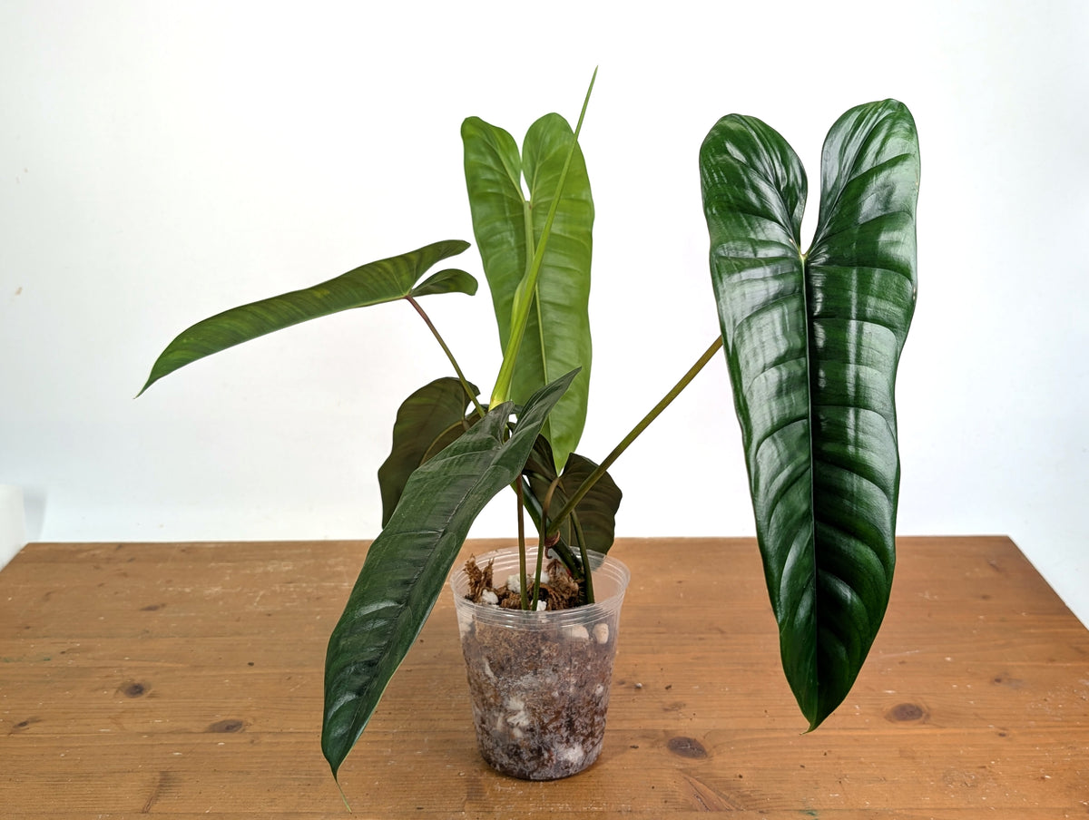 Philodendron sp. 'Felix'
