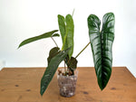 Philodendron sp. 'Felix'
