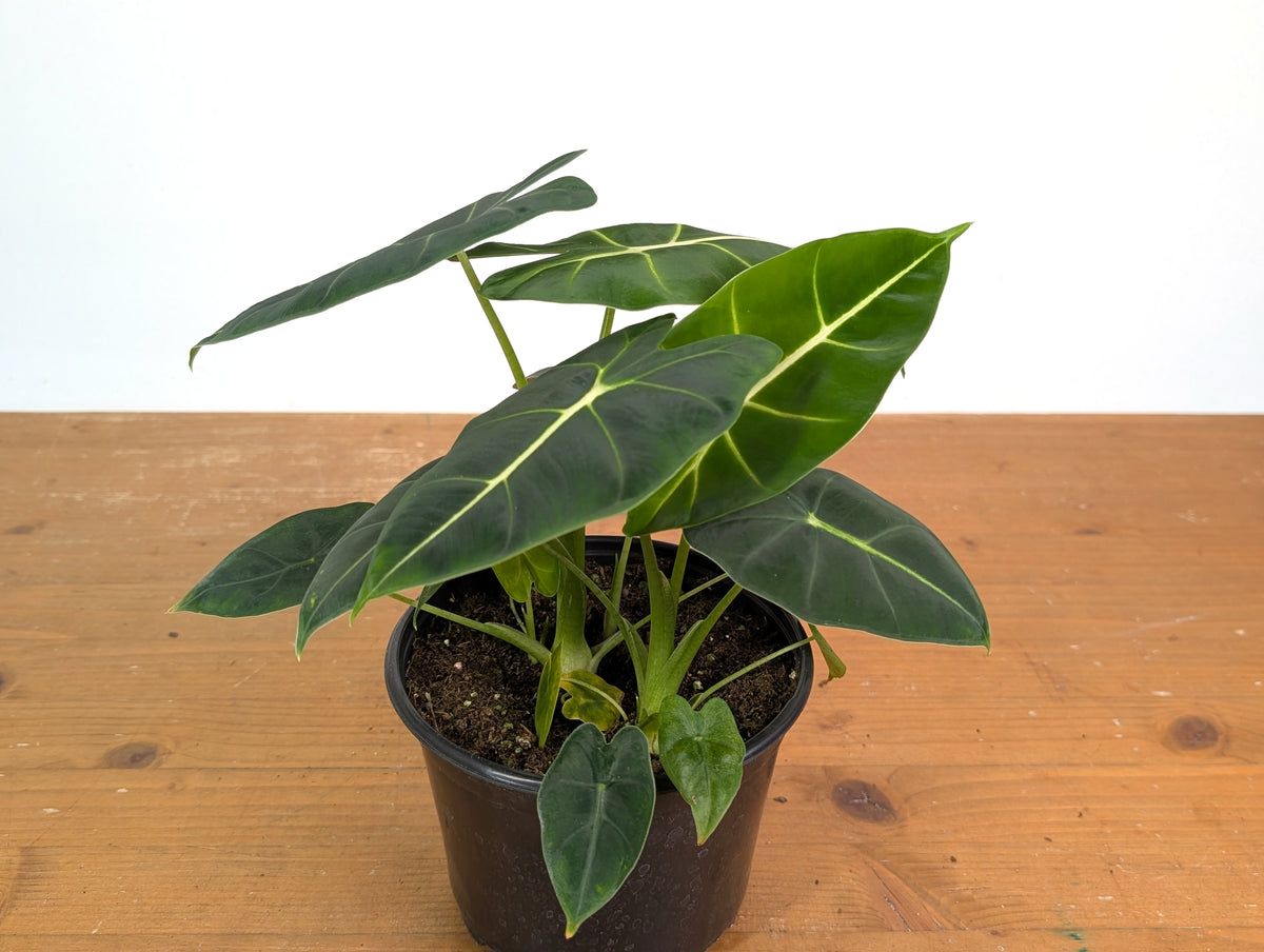 Alocasia Frydek