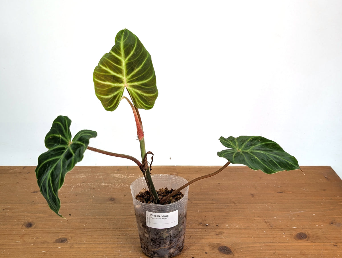 Philodendron Verrucosum 'Angel'