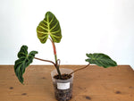 Philodendron Verrucosum 'Angel'