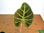 Philodendron Verrucosum 'Angel'