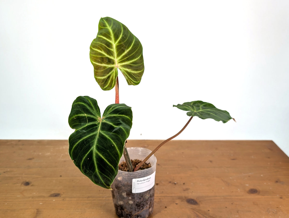 Philodendron Verrucosum 'Angel'