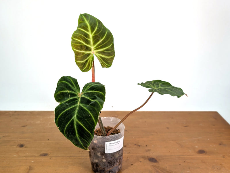 Philodendron Verrucosum 'Angel'