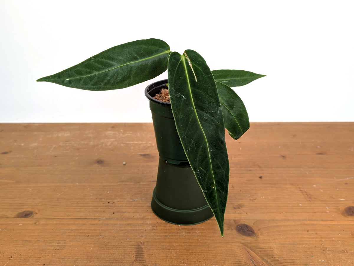 Anthurium Warocqueanum × Besseae aff.