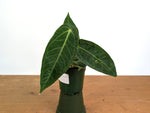 Anthurium Warocqueanum × Besseae aff.