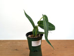 Anthurium Warocqueanum × Besseae aff.