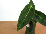 Anthurium Warocqueanum × Besseae aff.