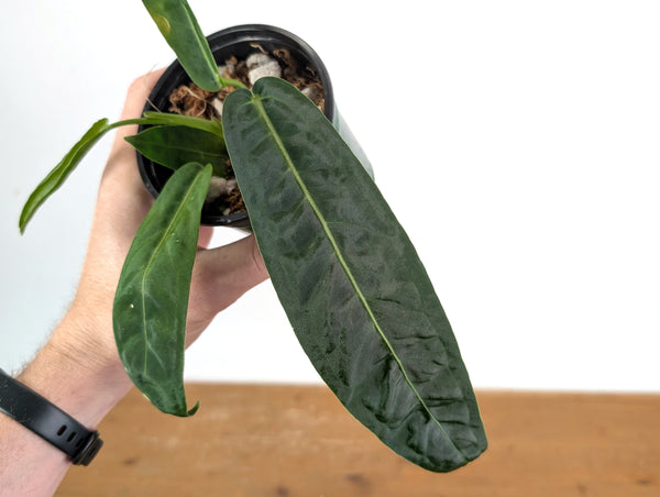 Anthurium Amazon Princess (pallidiflorum x warocqueanum)