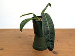Anthurium Amazon Princess (pallidiflorum x warocqueanum)