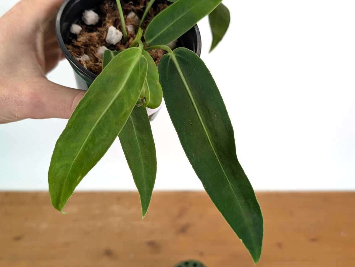 Anthurium Amazon Princess (pallidiflorum x warocqueanum)