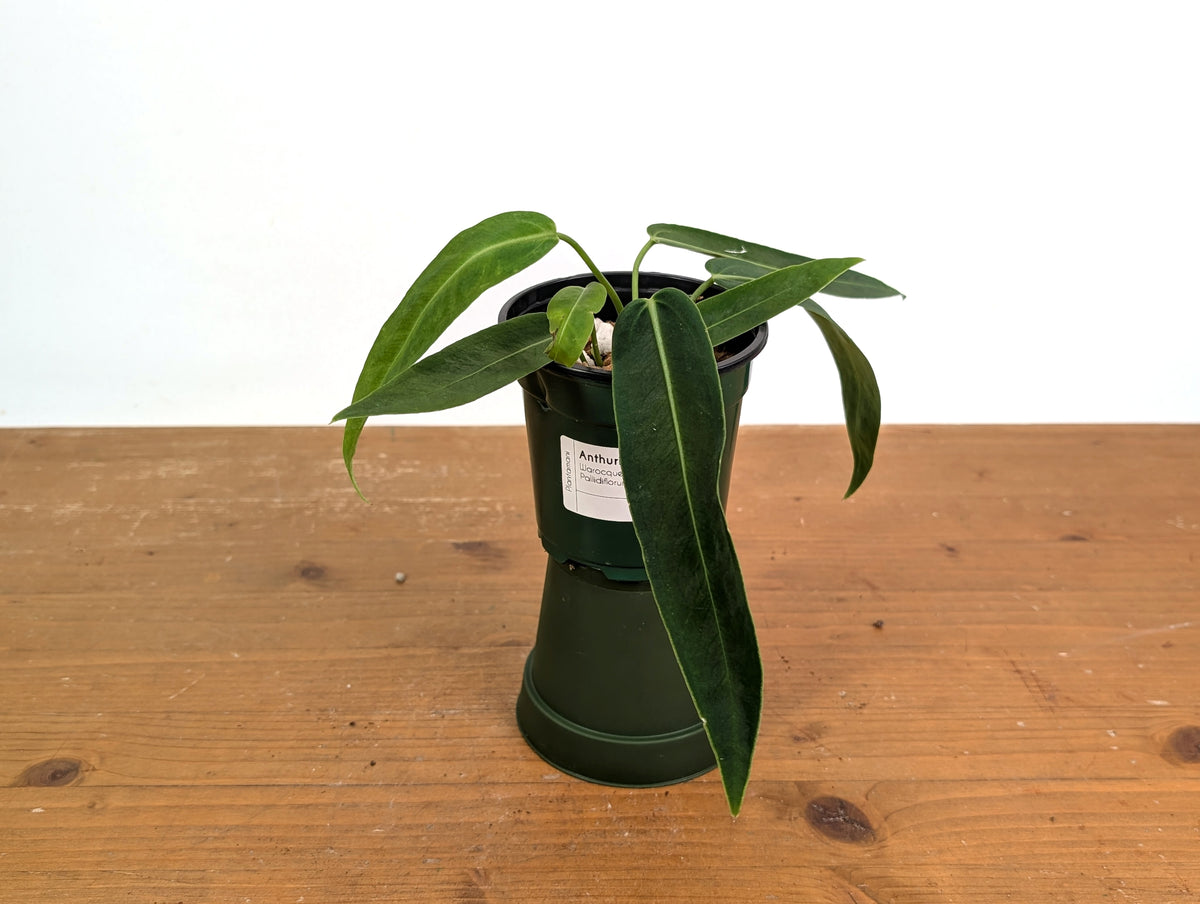 Anthurium Amazon Princess (pallidiflorum x warocqueanum)