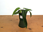 Anthurium Amazon Princess (pallidiflorum x warocqueanum)