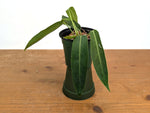Anthurium Amazon Princess (pallidiflorum x warocqueanum)