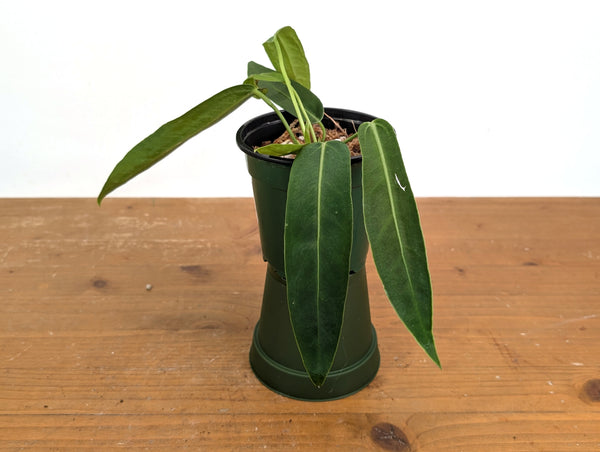 Anthurium Amazon Princess (pallidiflorum x warocqueanum)