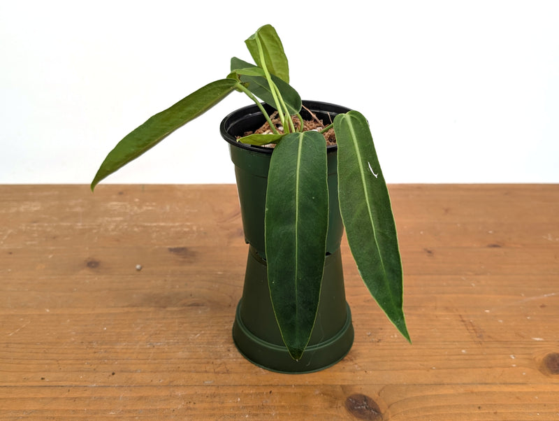 Anthurium Amazon Princess (pallidiflorum x warocqueanum)