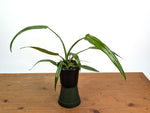 Philodendron Holtonianum