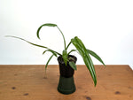 Philodendron Holtonianum