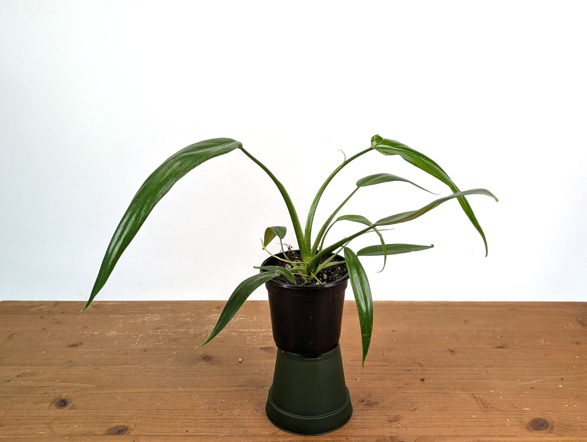 Philodendron Holtonianum