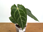 Anthurium Amazon King Stripes (Forgetii x Regale)
