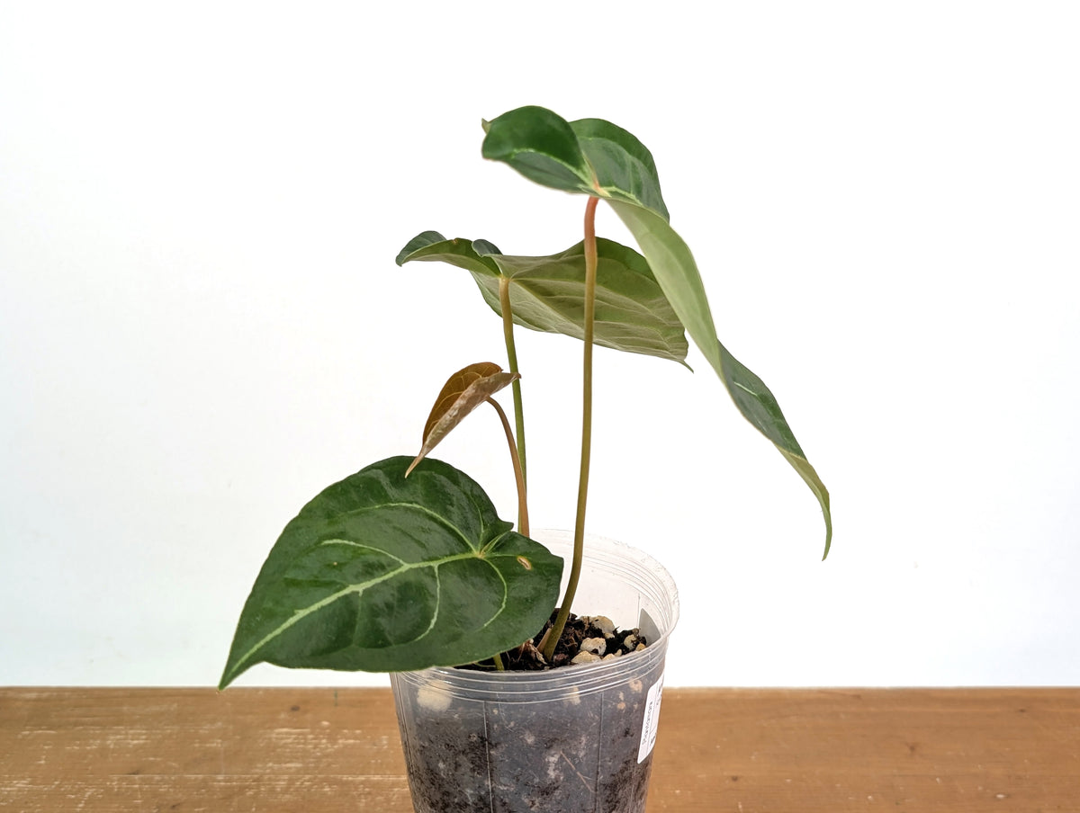 Anthurium Amazon King Stripes (Forgetii x Regale)